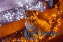 Inteligentne lampki LED Cluster 400 LED AWW girlanda, 6m, IP44, czarny przewód