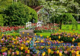 Puzzle 1000 elementów Ogrody Keukenhof Holandia