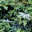 Lampki ogrodowe solarne ważki 6,5m 30LED ciepły biały