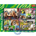 Puzzle 4x250 elementów Zabawne zwierzaki