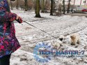 Smycz automatyczna taśma 5m dla psa do 14kg czerwo