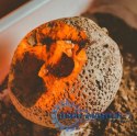 Zestaw naukowy Crazy science Smoki i dinozaury