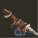 Zestaw naukowy Crazy science Smoki i dinozaury