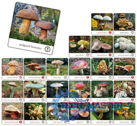 Gra Memory - Grzyby Polski Gra Memory - Grzyby Polski